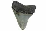 Serrated, Fossil Megalodon Tooth - North Carolina #377970-1